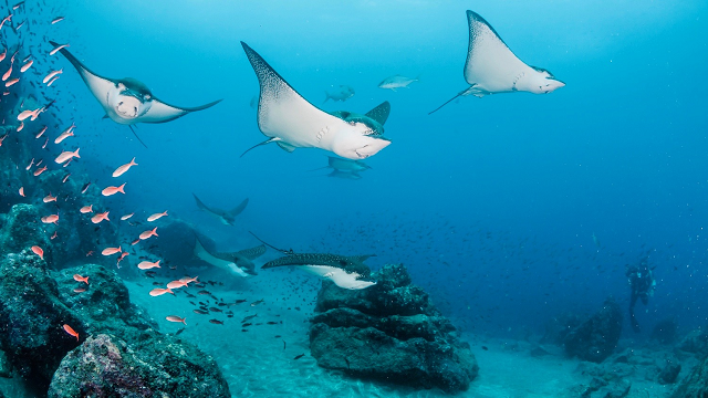 Galápagos islands contain more introduced species than thought