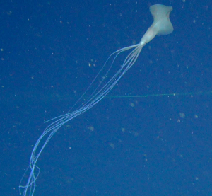 This super rare bigfin squid is a deep-sea mystery - COSMOS Education