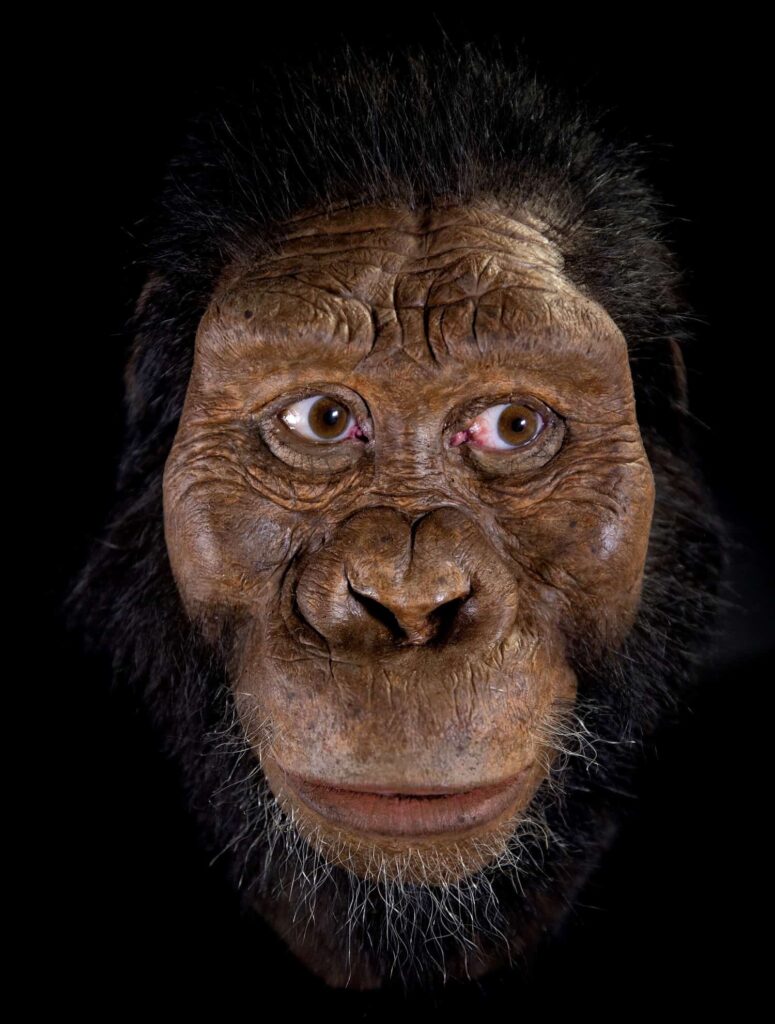 Ape-like face of early human ancestor revealed - COSMOS Education